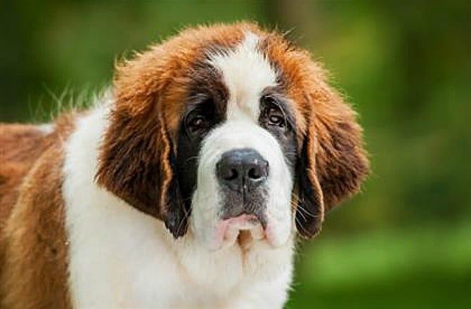 Most docile sale dog breeds