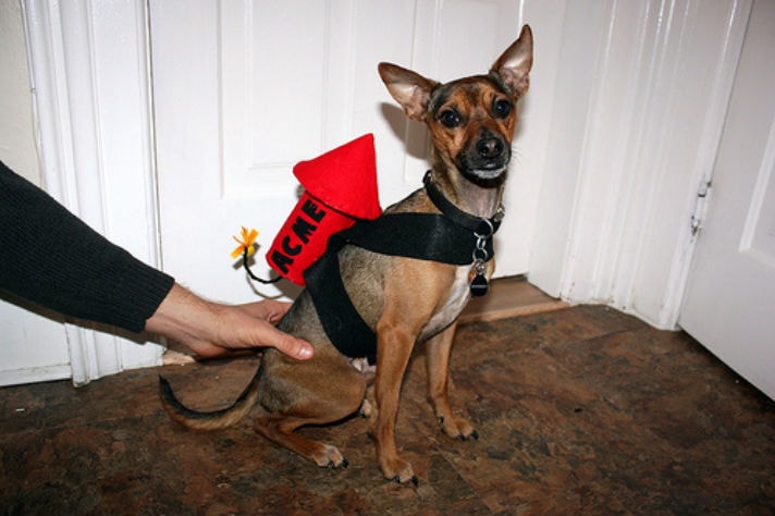 Dog DIY Halloween costume - Acme missile