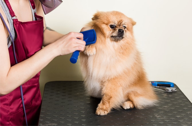 should you groom a puppy