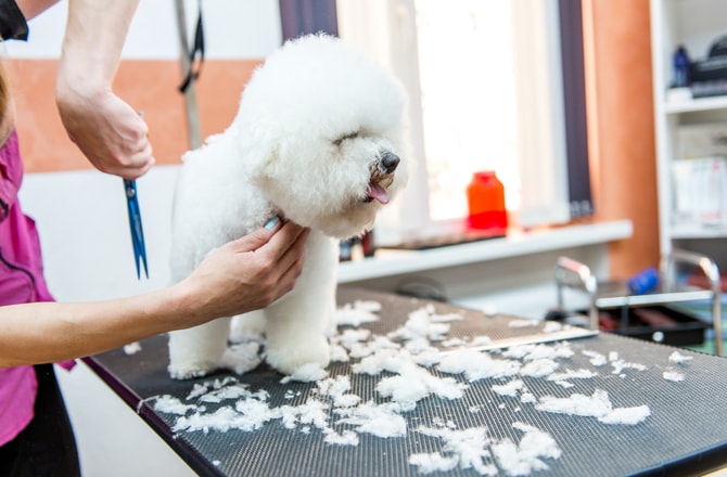 Dog Grooming: 5 Things You Should NEVER Do | BeChewy