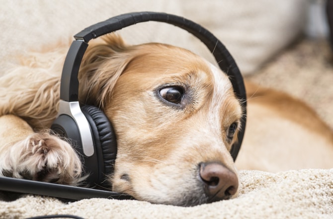 Собака слушает музыку
