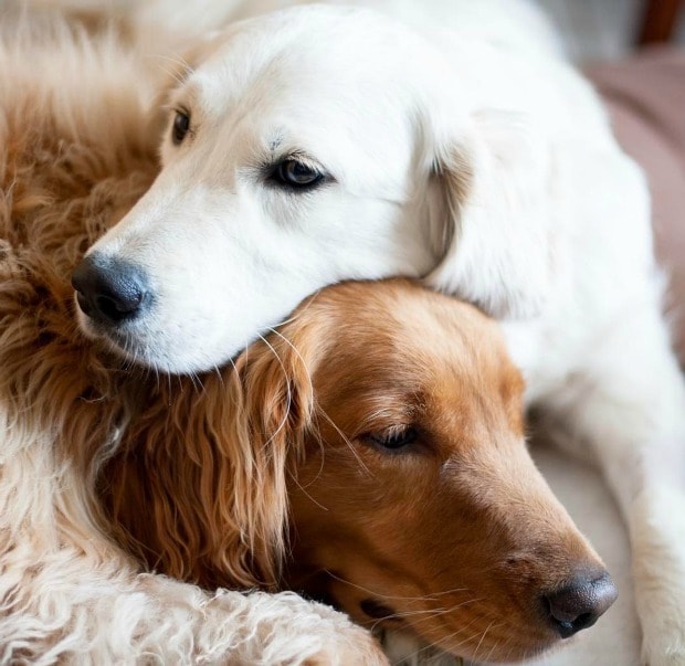18 Dog Hugs That Will Warm Your Heart Bechewy