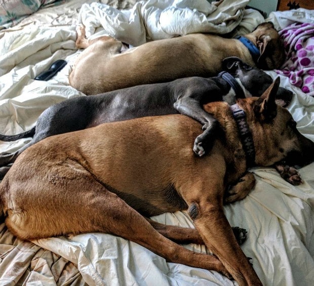 Объятия собаки в постели