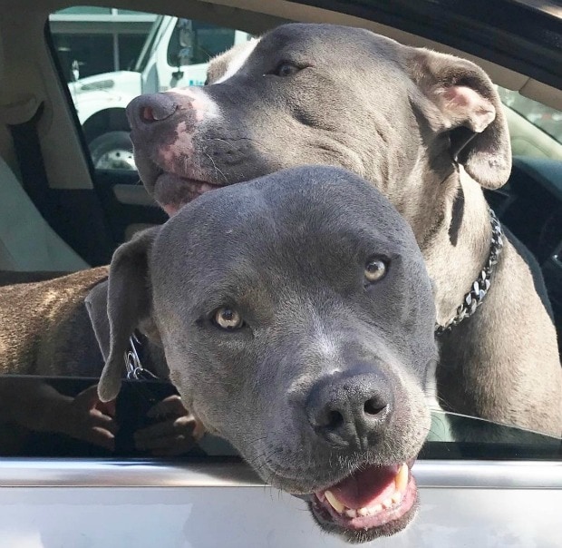 Объятия собаки в машине