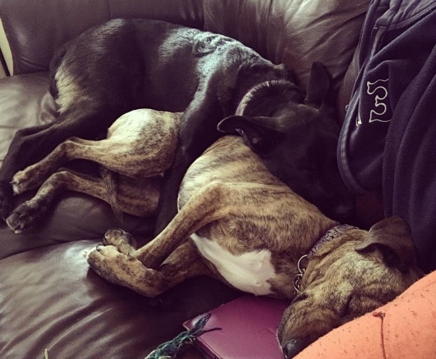 Собачьи объятия на диване