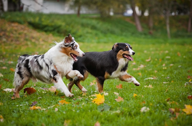 Two Australian Shepherds play together outdoors