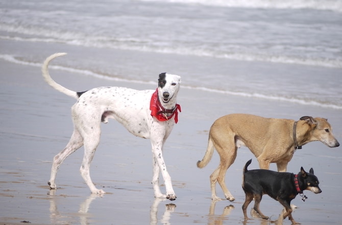 Dogs walking on the beach