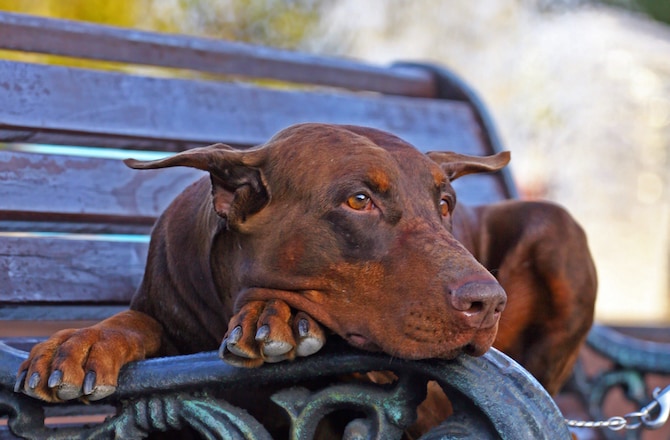Dog resting on park bench