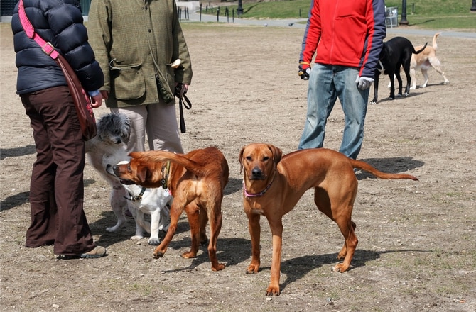 Dogs and owners at a dog park