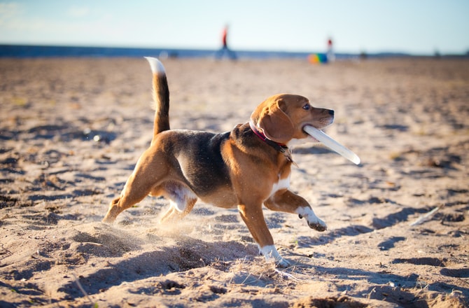 Собака играет с фрисби на пляже