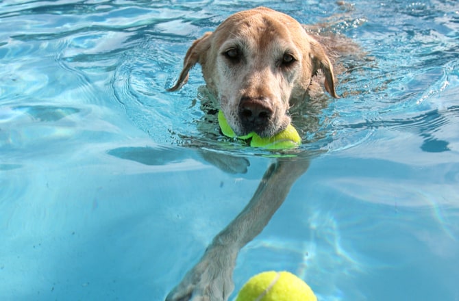 8 Pool Games For Dogs Bechewy