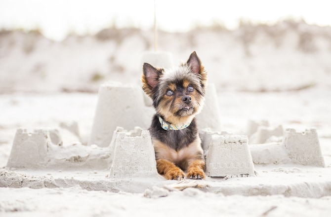 Собака сидит с замками из песка на пляже
