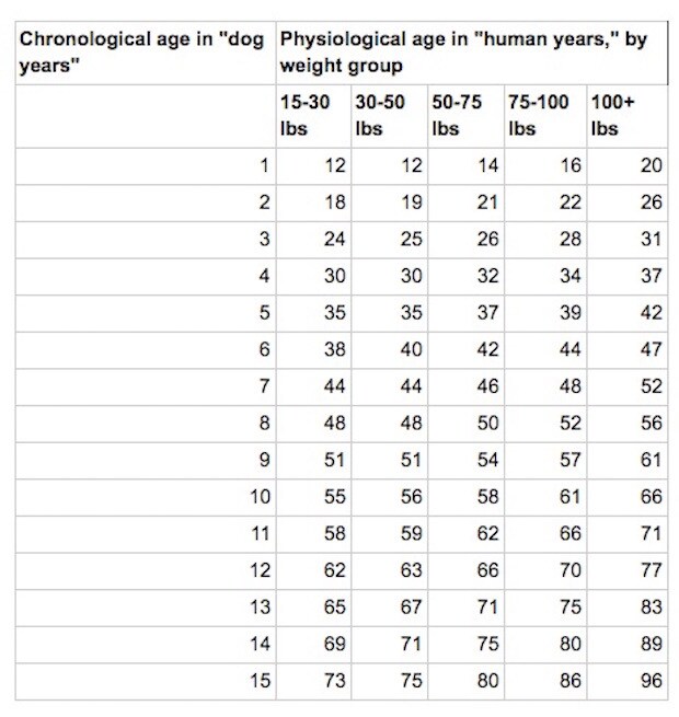 Dog Years To Human Years How Do Dog Years Work BeChewy We Are The Pet