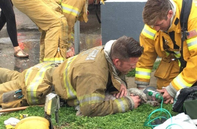 Firefighter rescues dog
