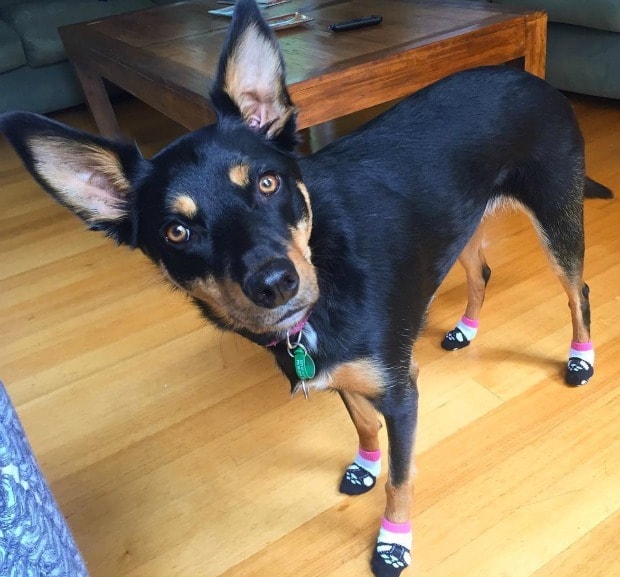 19 Dogs Wearing (and Hating) Shoes