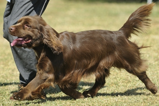 are bernese mountain dogs good with cats and little kids