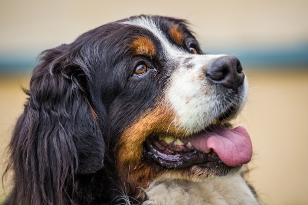 are bernese mountain dogs good with cats and little kids