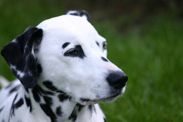 10. Dalmatian