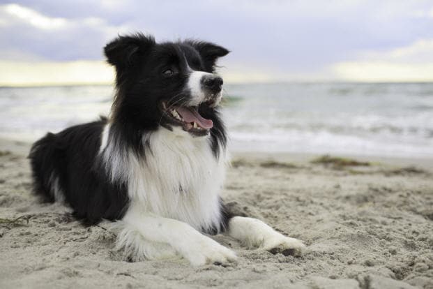 4. Border Collie