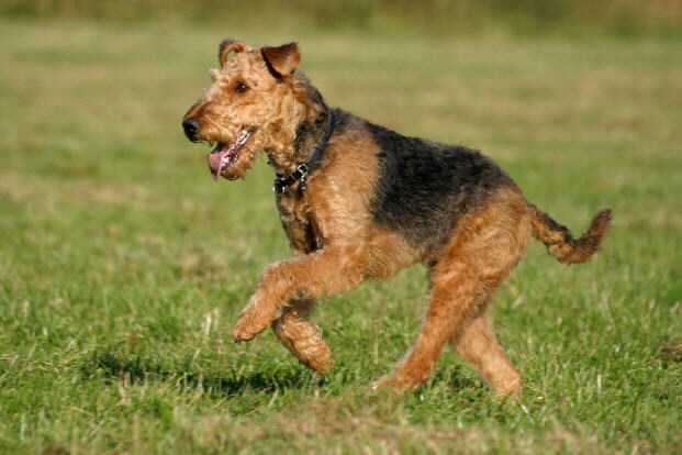 8. Airedale Terrier