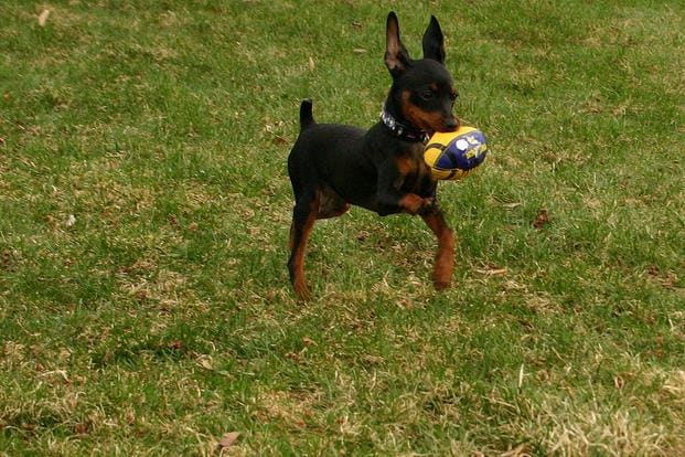 9. Miniature Pinscher