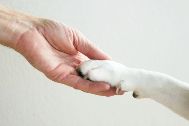 Your Dog’s Nails Are Extra Long