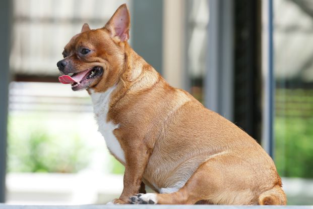 Your Dog Has Put on Weight