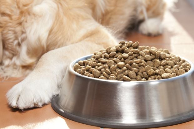 Your Dog Won't Eat