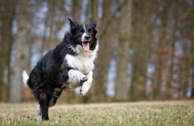 Fast dog breeds: Border Collie