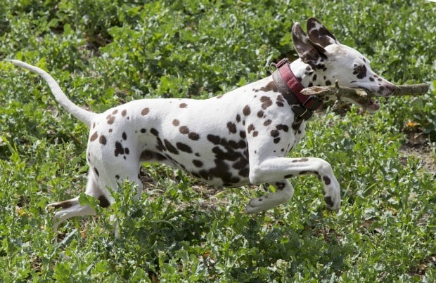 Fast dog breeds: Dalmatian