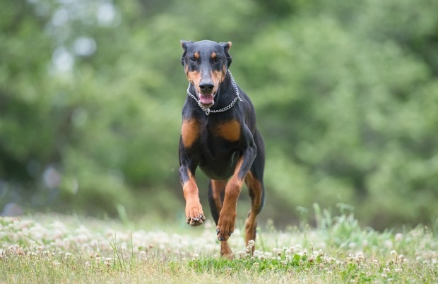 Fast dog breeds: Doberman Pinschers