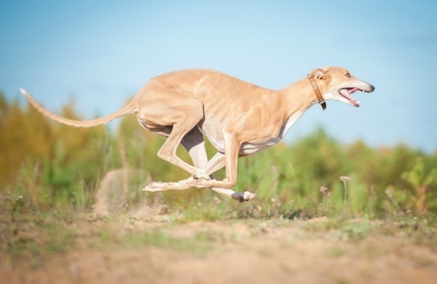 Fast dog breeds: Greyhound