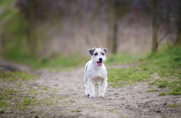 Fast dog breeds: Parson Russell Terrier
