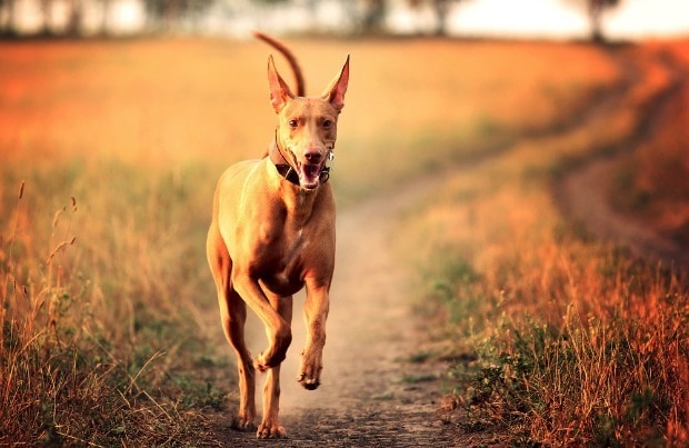 Fast dog breeds: Pharaoh Hound