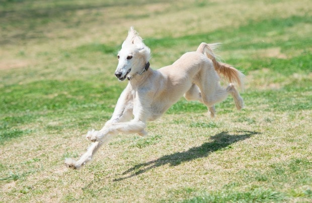 Fast dog breeds: Saluki