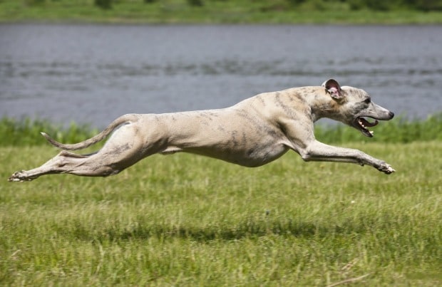 Fast dog breeds: Whippet