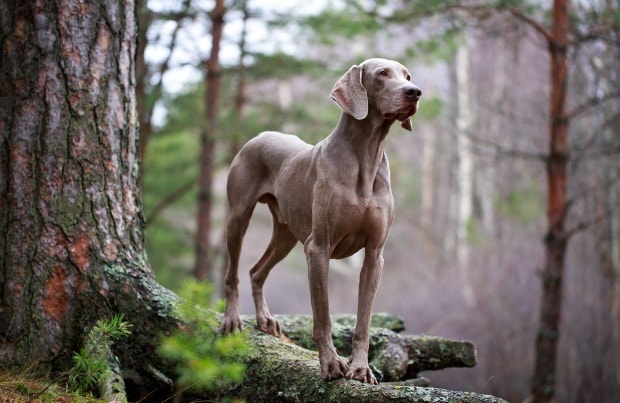 Fast dog breeds: Weimeraner