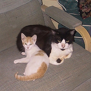 Гарфилд и котенок Гарри