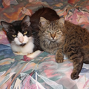 Гарфилд и котенок Хангри