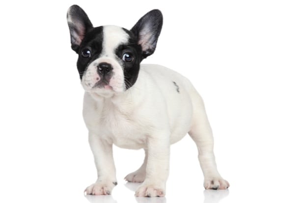 11 French Dog Breeds | BeChewy