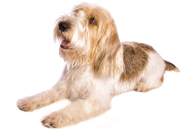 a french dog breed