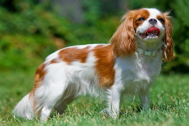 10 Friendliest Dog Breeds | BeChewy