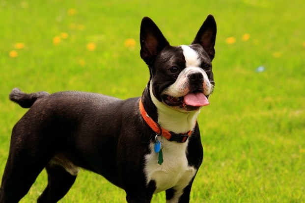 10 Friendliest Dog Breeds | BeChewy