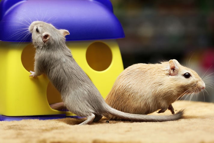 Gerbils exploring a play toy in their habitat.