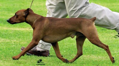 german-pinscher-gait