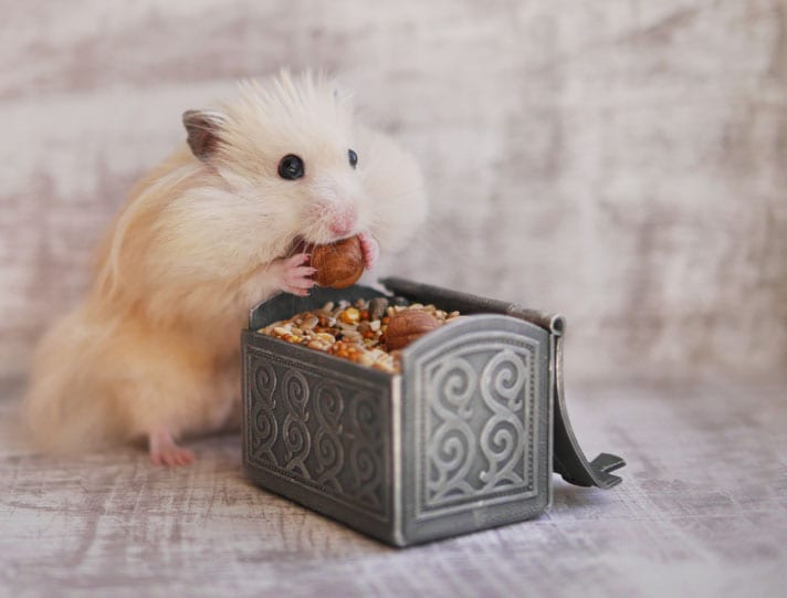 Hamster eating hamster food.