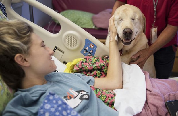 Meet Harley, the Blind Therapy Dog Who Gives Kids Hope | BeChewy