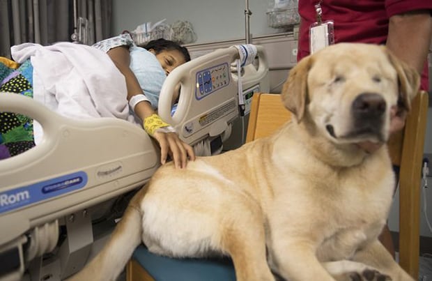 Meet Harley, the Blind Therapy Dog Who Gives Kids Hope | BeChewy