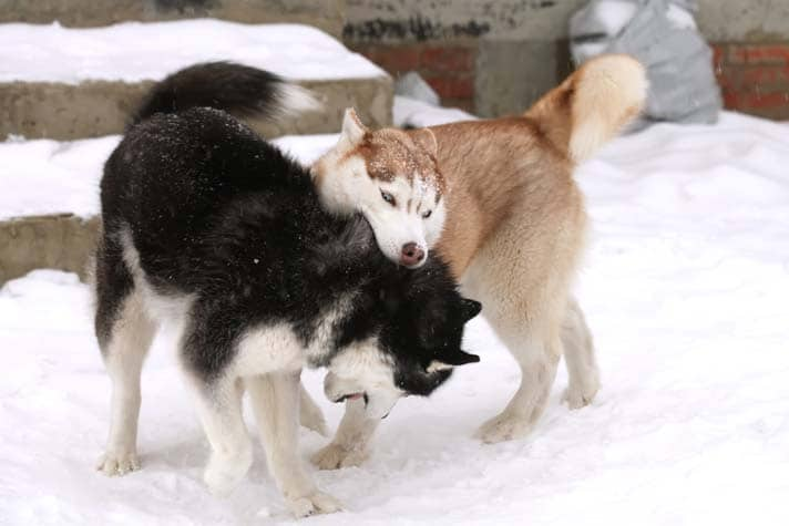 Playing Dogs On Snow. Husky Dogs Jump, Bite, Fight. Friendly Two