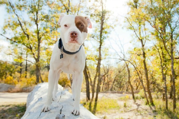 Pit Bull
